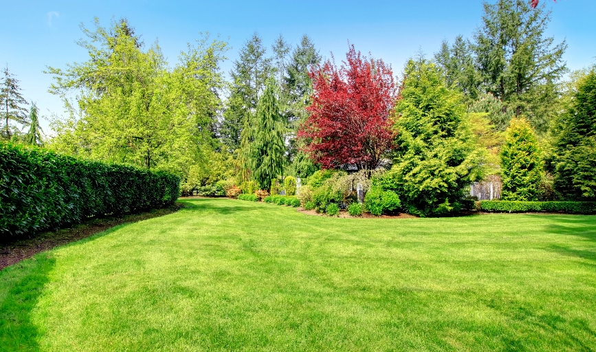 Lawn Maintenance